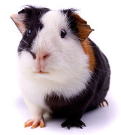 small pet care and boarding