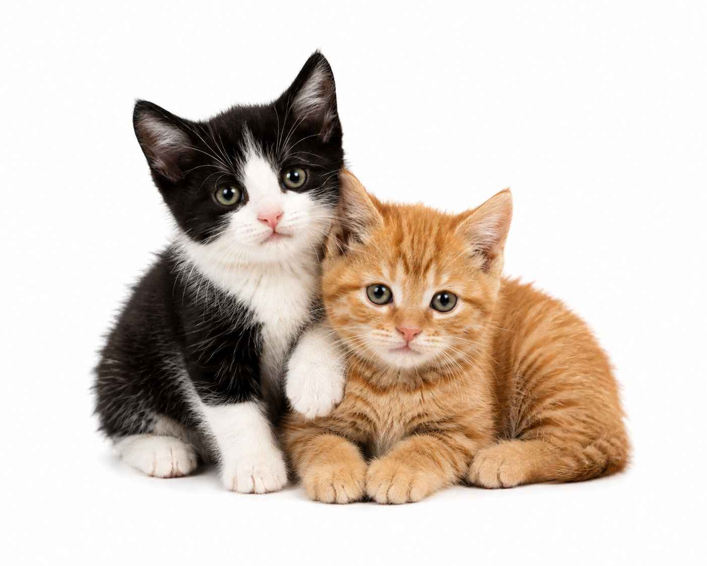 pet sitting services for cat and kittens in horsham